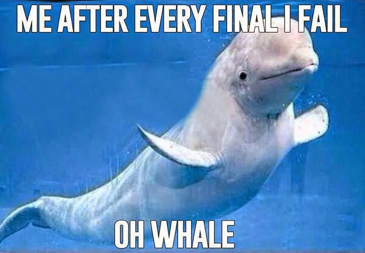 Me after every final I fail. oh whale.