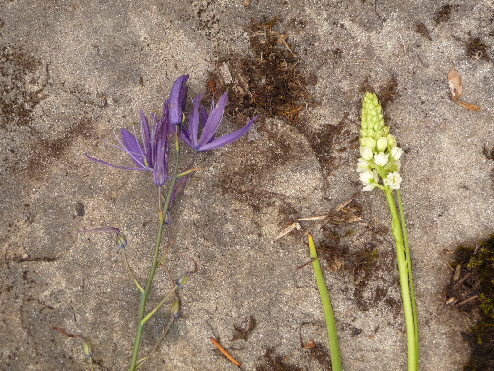 Wild Harvests How to Cook Camas