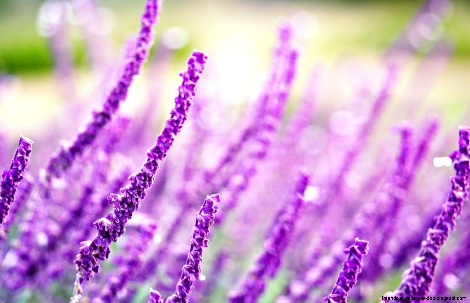 Field Lavender Flowers Purple Nature Close Up HD Wallpaper Field Lavender Flowers Purple Nature Close Up HD Wallpaper