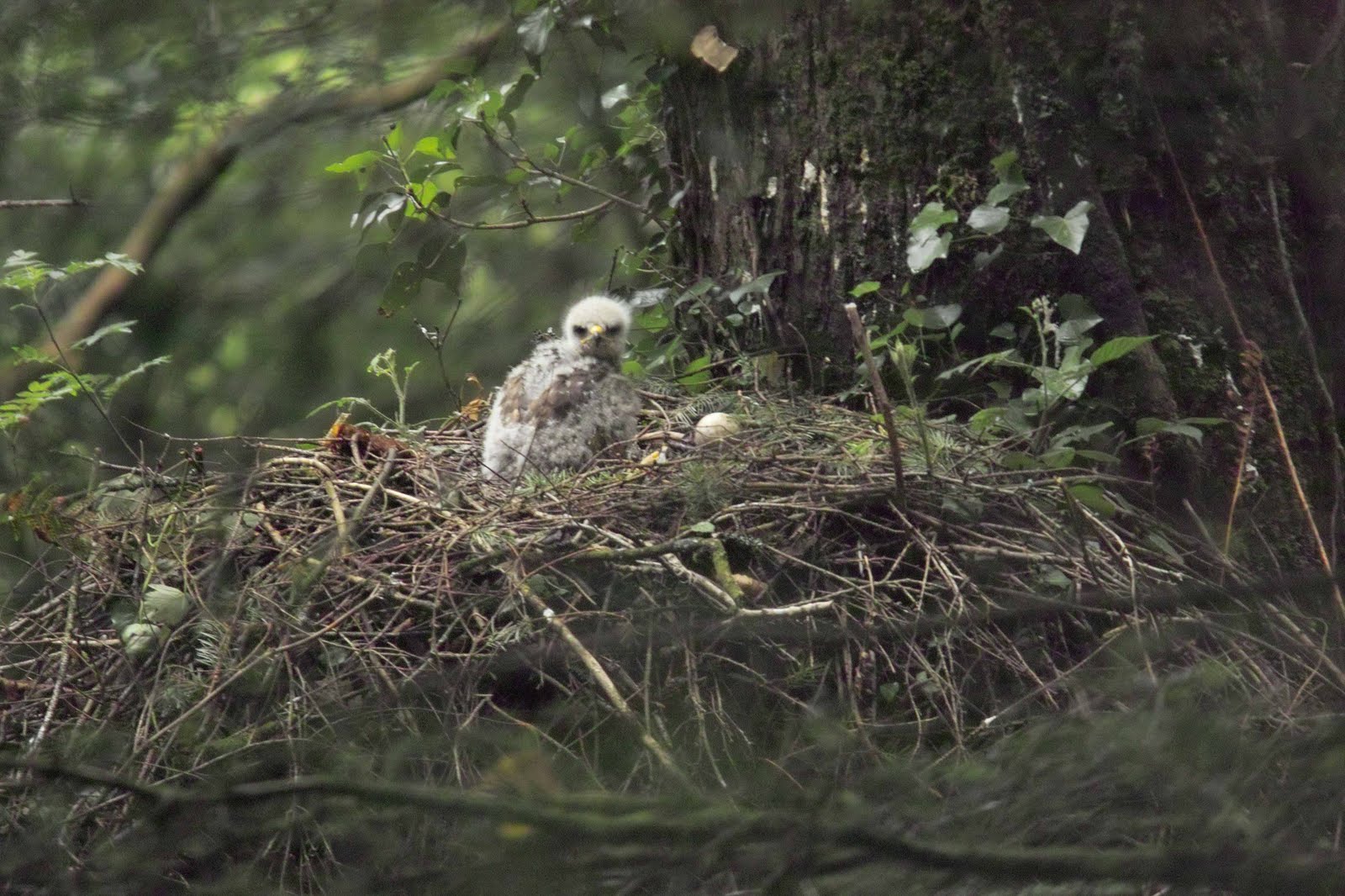 Fledgling Buzzard