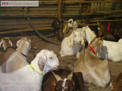 Beautiful-fantastic-group-of-goats-For-Eid-Ul-Adha-2013-Animal