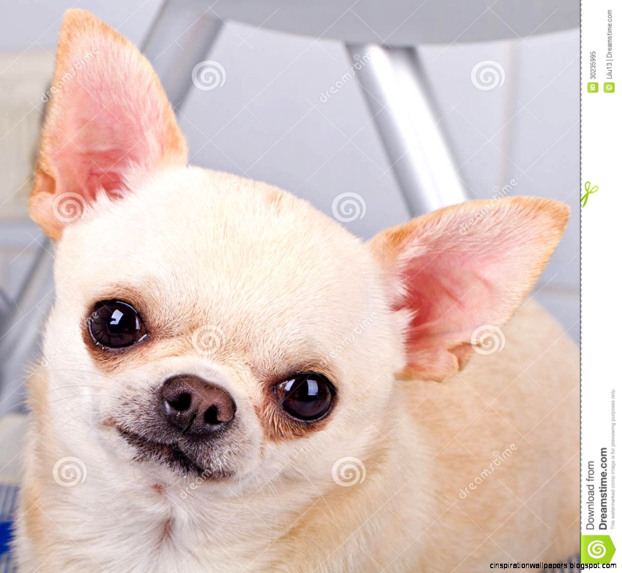 Cute Chihuahua Dogs Pic Cute Chihuahua Dogs Pic