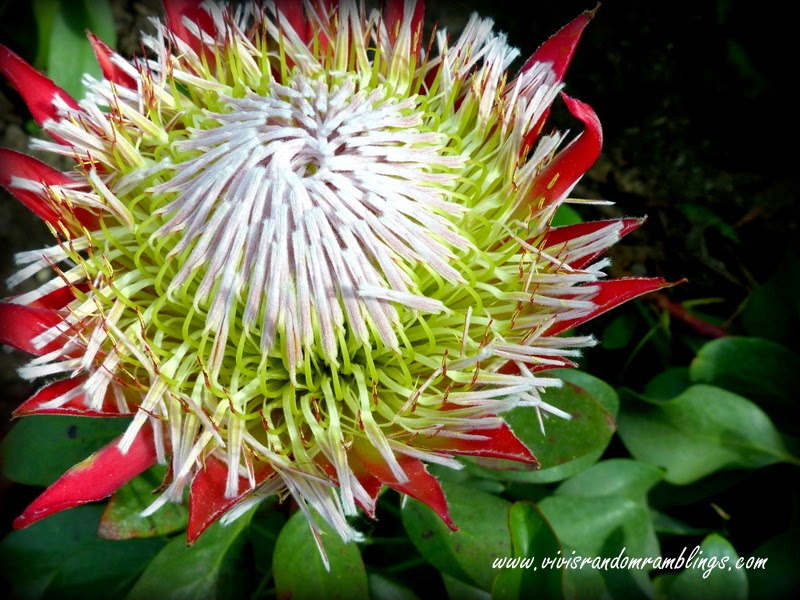 The Flower Dome, Gardens by the bay