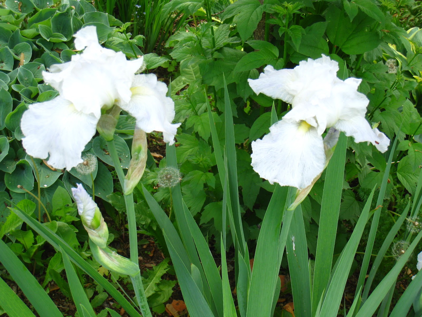 view from a backyard garden: Magnificent Spring Flowers in My Garden
