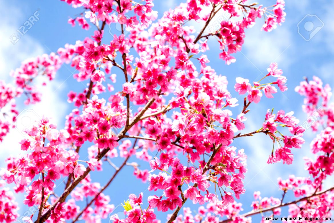 Beautiful Pink Flower Of Sakura Cherry Blossom Japanese Beautiful Pink Flower Of Sakura Cherry Blossom Japanese