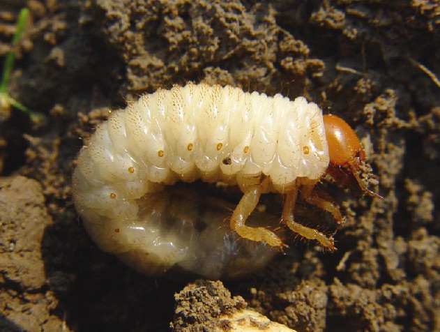 A Natural Way To Get Rid Of Grub Worms A Natural Way To Get Rid Of Grub Worms