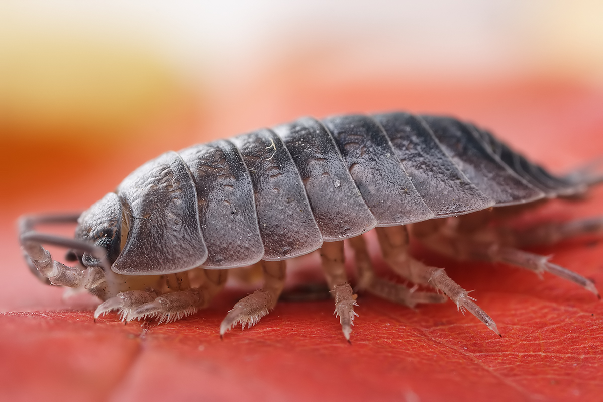 Woodlouse Animal Wildlife