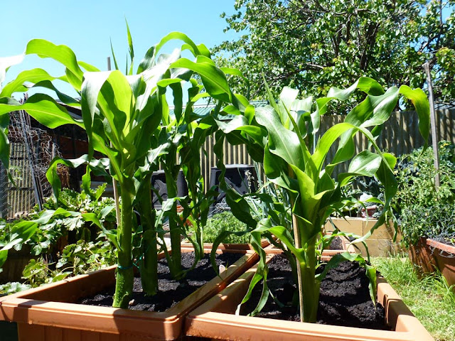 Start To Grow: Top 10 Tips for Growing Sweet Corn