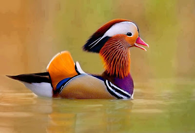 Beautiful Duck...