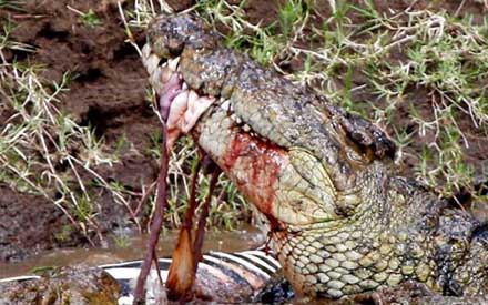 behaviour of Crocodile