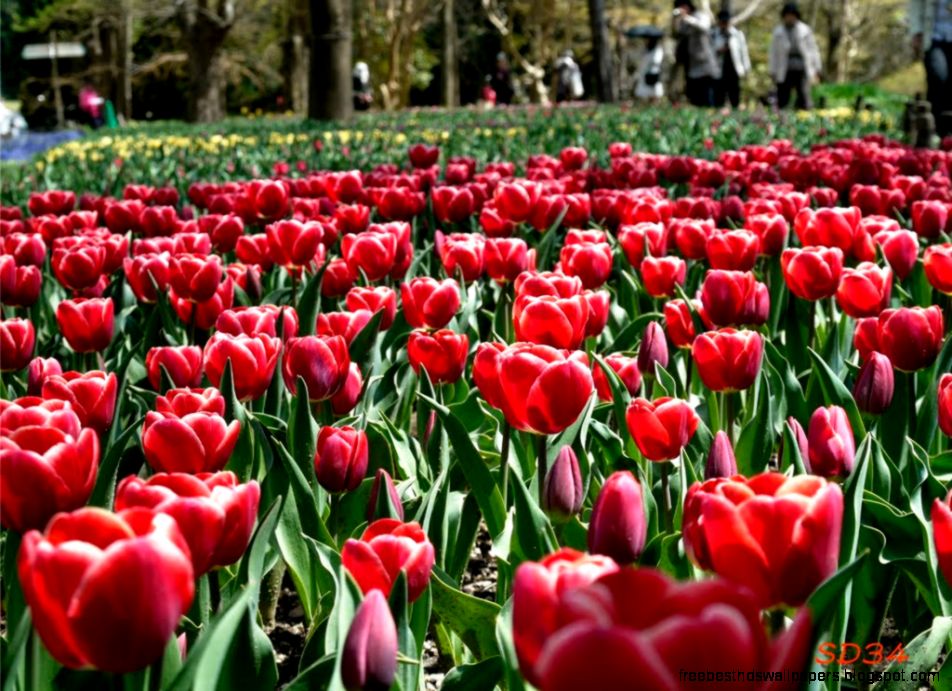 Kyoto Botanical Garden Kyoto Botanical Garden