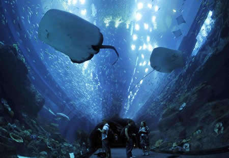 Dubai+mall+aquarium+diving