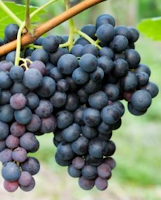 grapes concord grape growing history