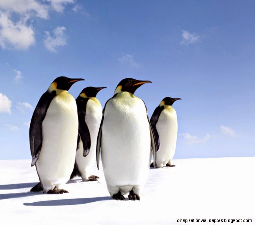 Flikie wallpaper Flikie wallpaper