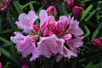 Loropetalum Chinese Fringe Flower Shrubs
