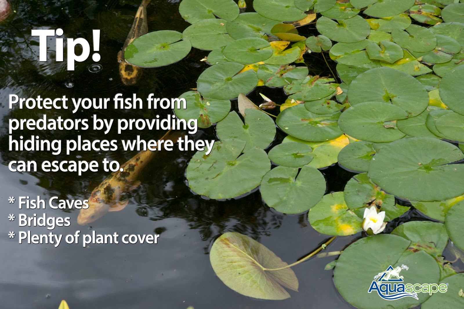 Jim's Pond Keep Your Koi Safe From Predators