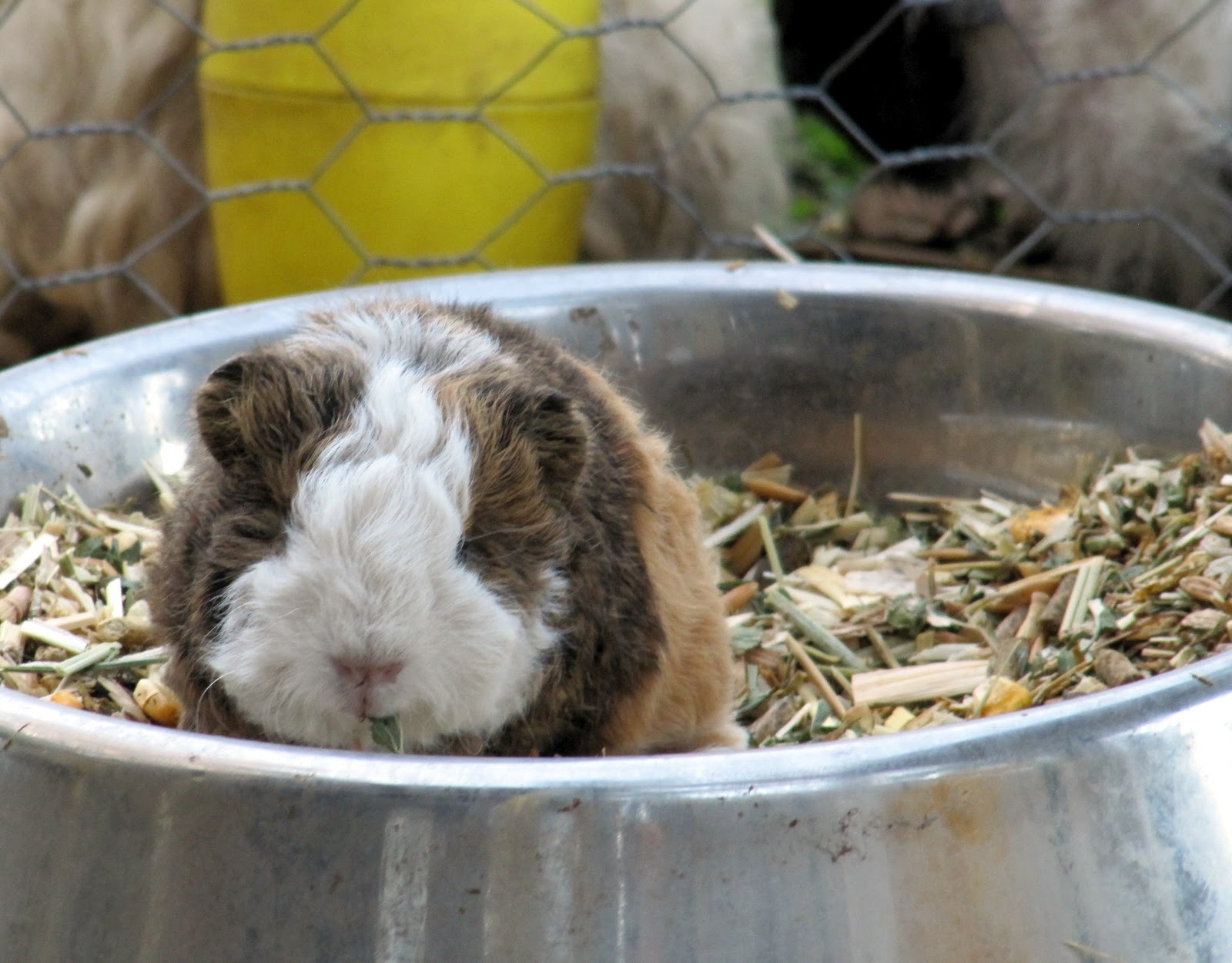 All Things Guinea Pig Clean Out Day