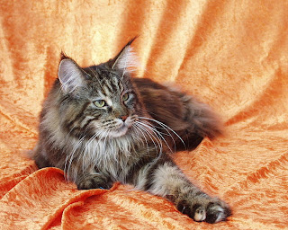 Maine Coon Cat Pictures