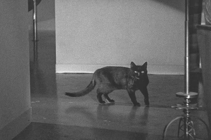 Watch The Black Cat Movie 1934