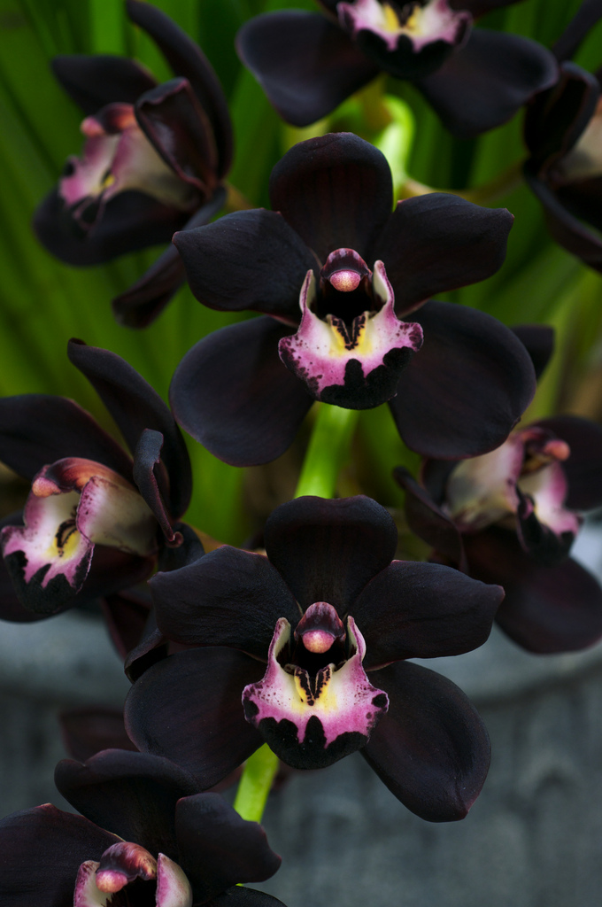 Adorable beautiful Cymbidium Kiwi Midnight orchid | Flowers and Gardens