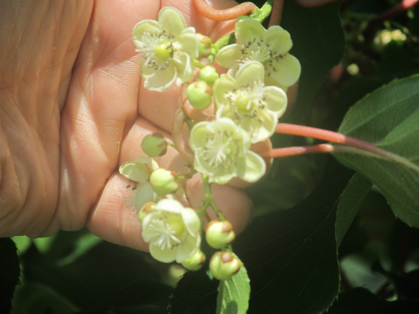 Fig Fruit