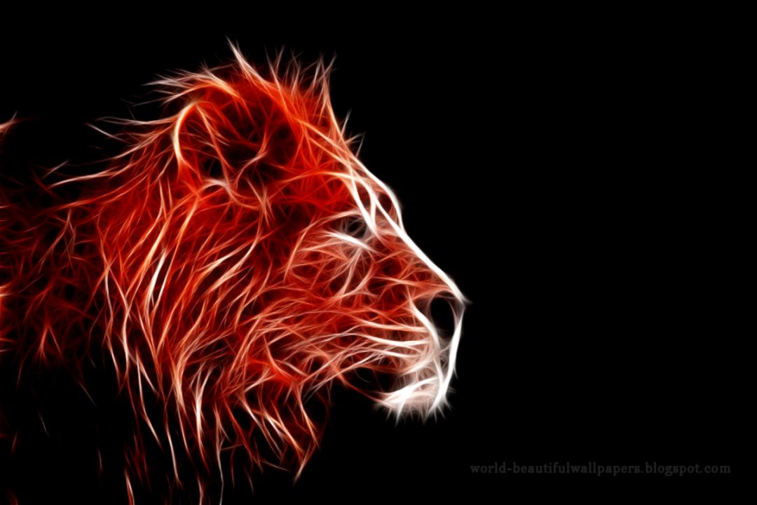 Beautiful White Lion Wallpaper Beautiful White Lion Wallpaper