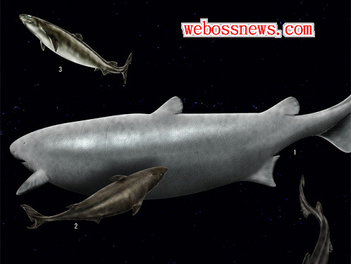 11 太平洋睡鯊