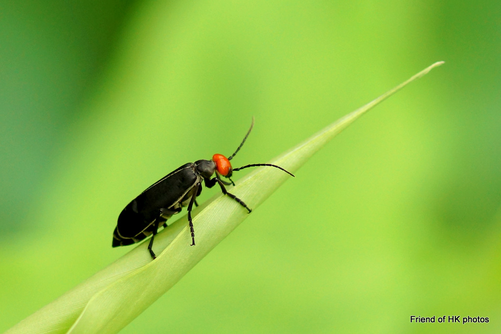 Photographic Wildlife Stories in UK/Hong Kong Insects Are Everywhere