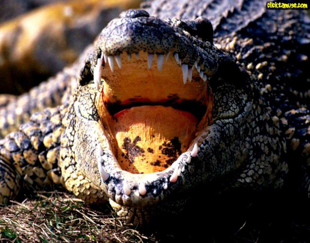 Optical Illusion Alligator Optical Illusion Alligator