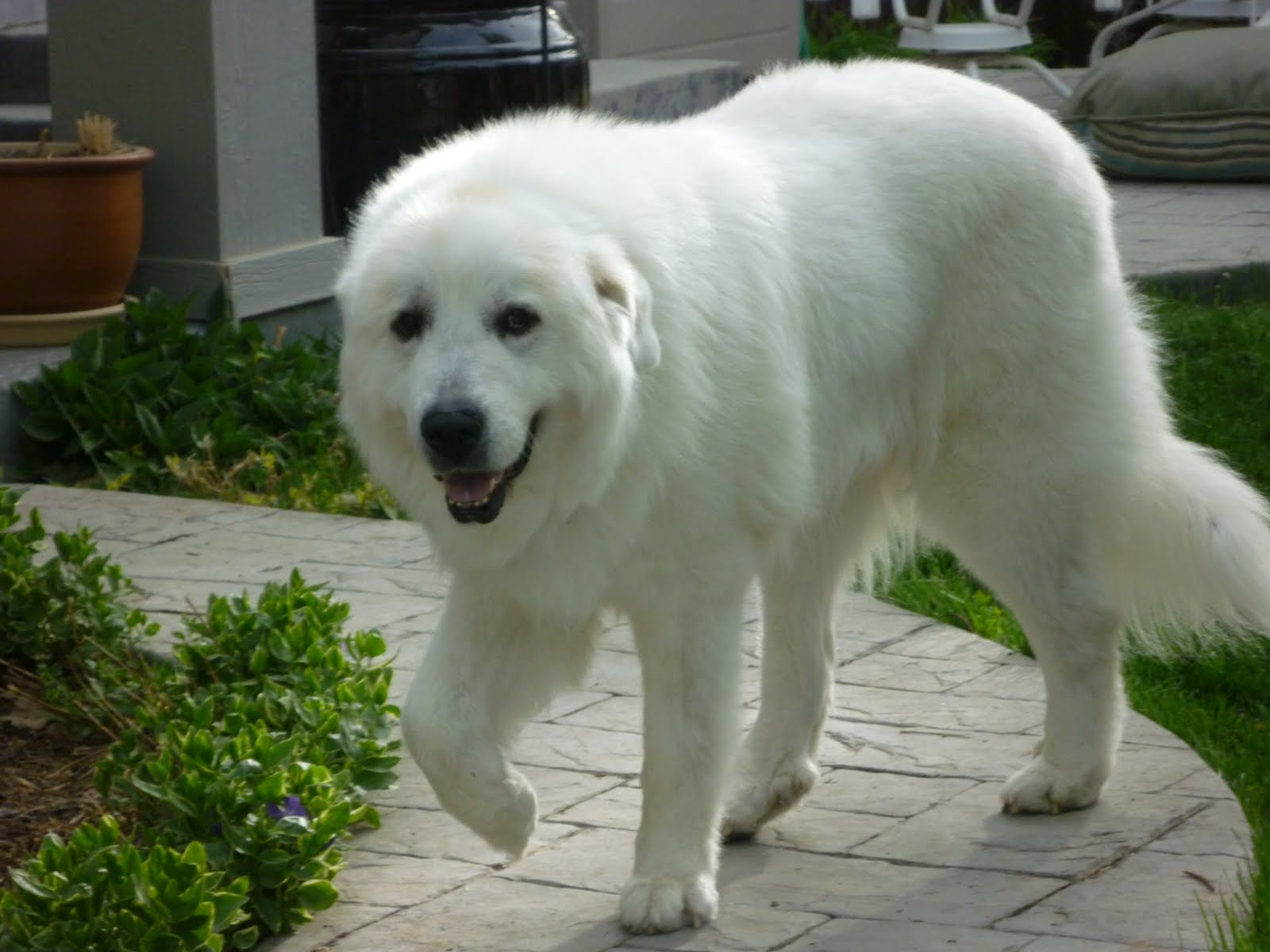 Colorado Great Pyrenees Rescue Community Maximus & Paylar Available