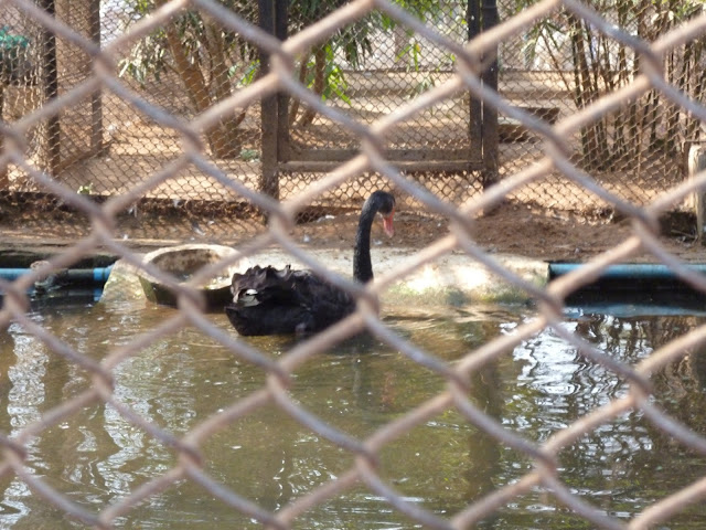 Nandankanan Zoo Odisha