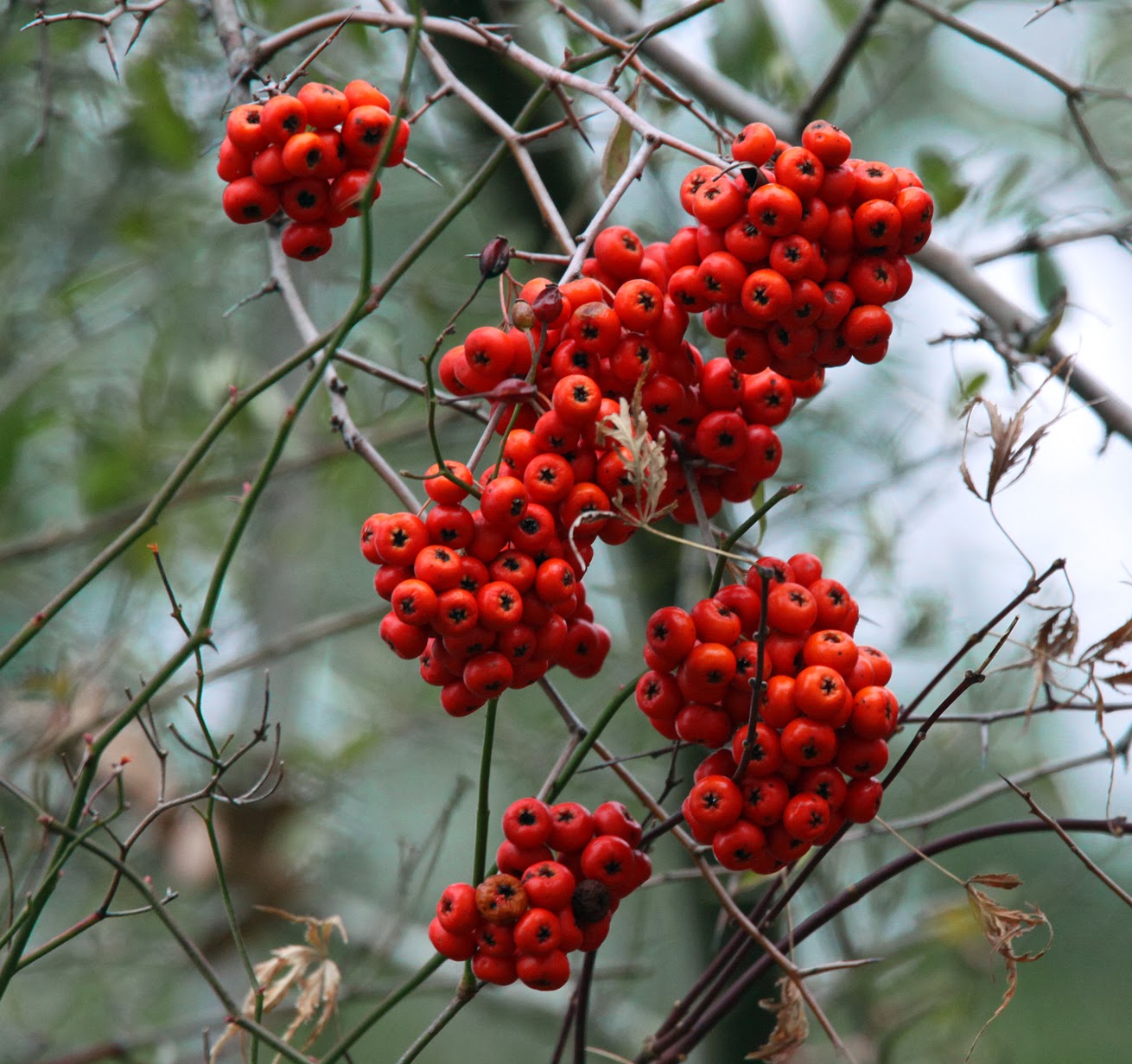 southern lagniappe winter berries southern lagniappe winter berries