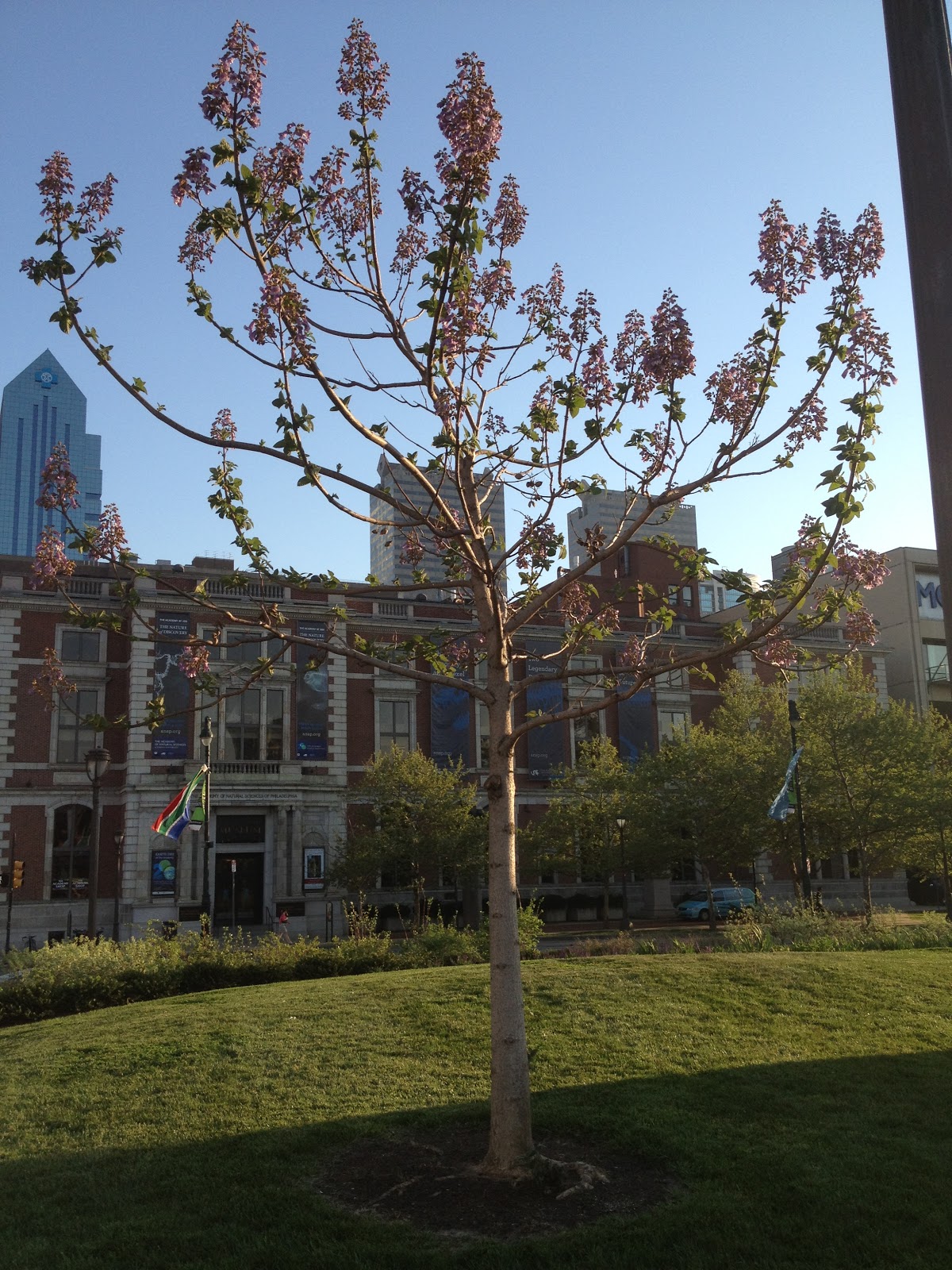 PHILLY TREES Notable Trees List