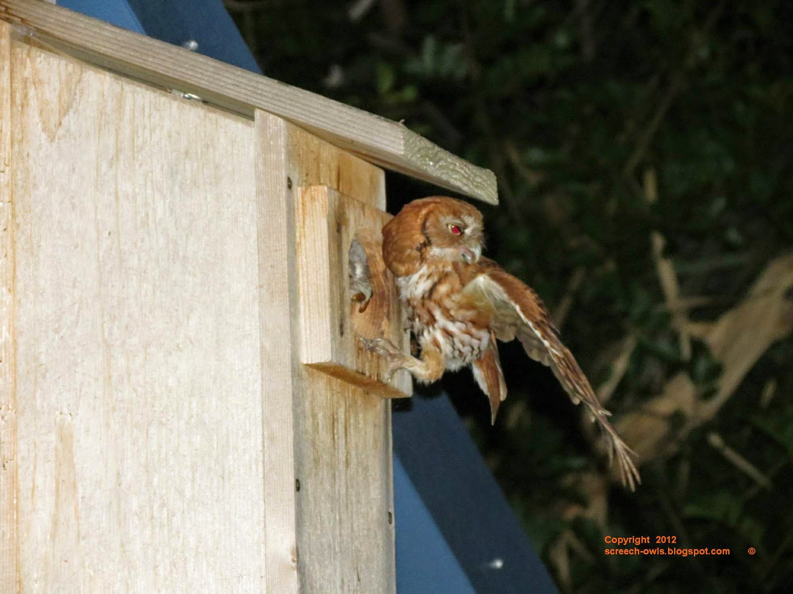 Backyard Birding....and Nature Screech Owl Feeding Frenzy