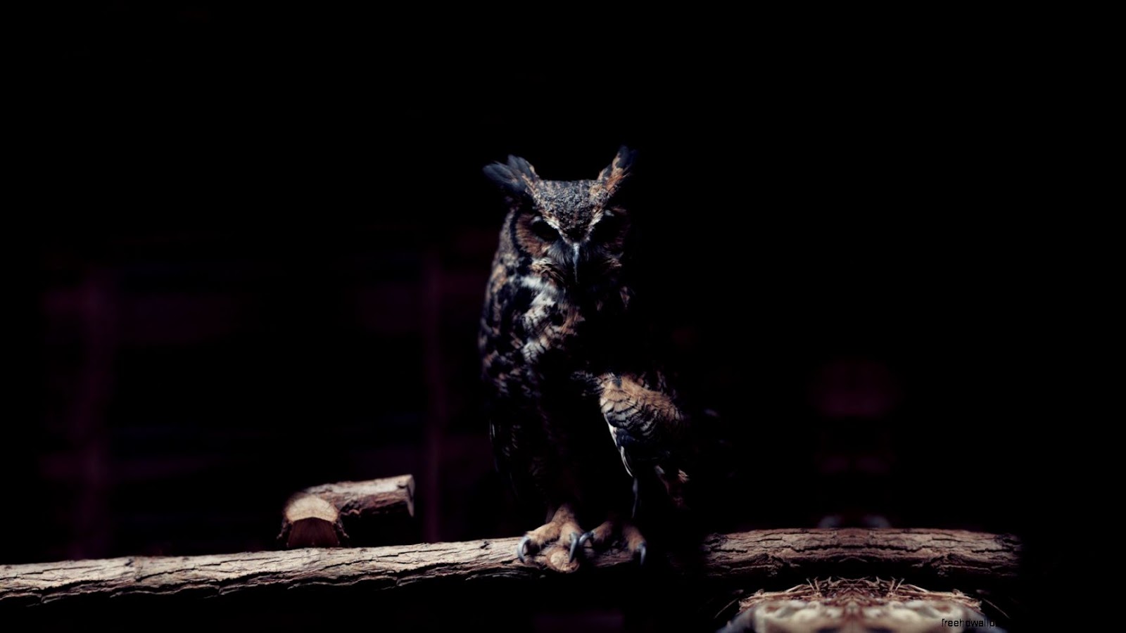 Owl at Night Computer Wallpaper Owl at Night Computer Wallpaper