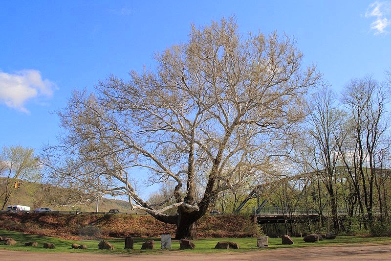 Giant Trees From Around The World Sycamore Trees