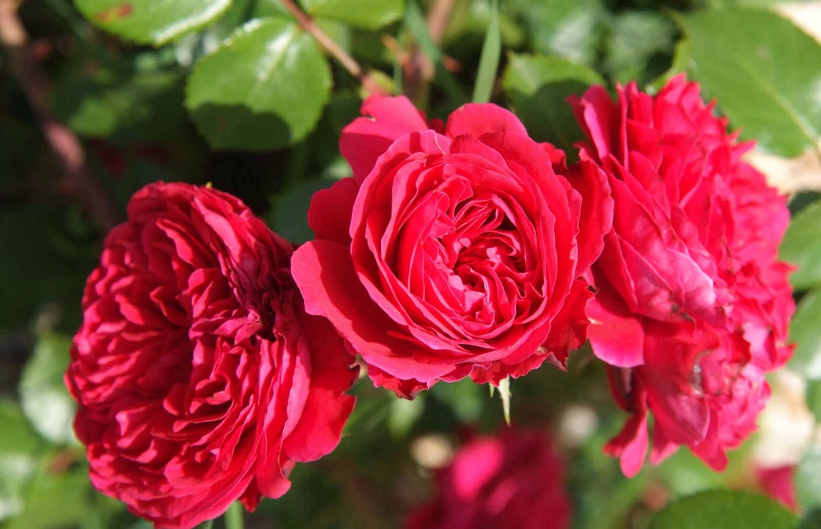 Resultado de imagen para rosas de portugal