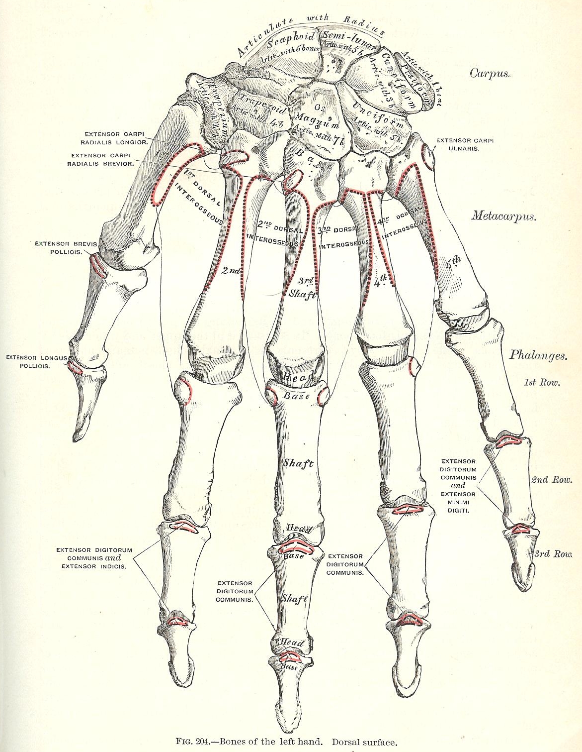 Halloween Skeleton Images -1893 Gray's Anatomy Illustrations | Knick of