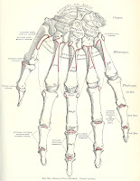 Royalty Free Antique Medical Bones Graphics Printables via Knick of Time