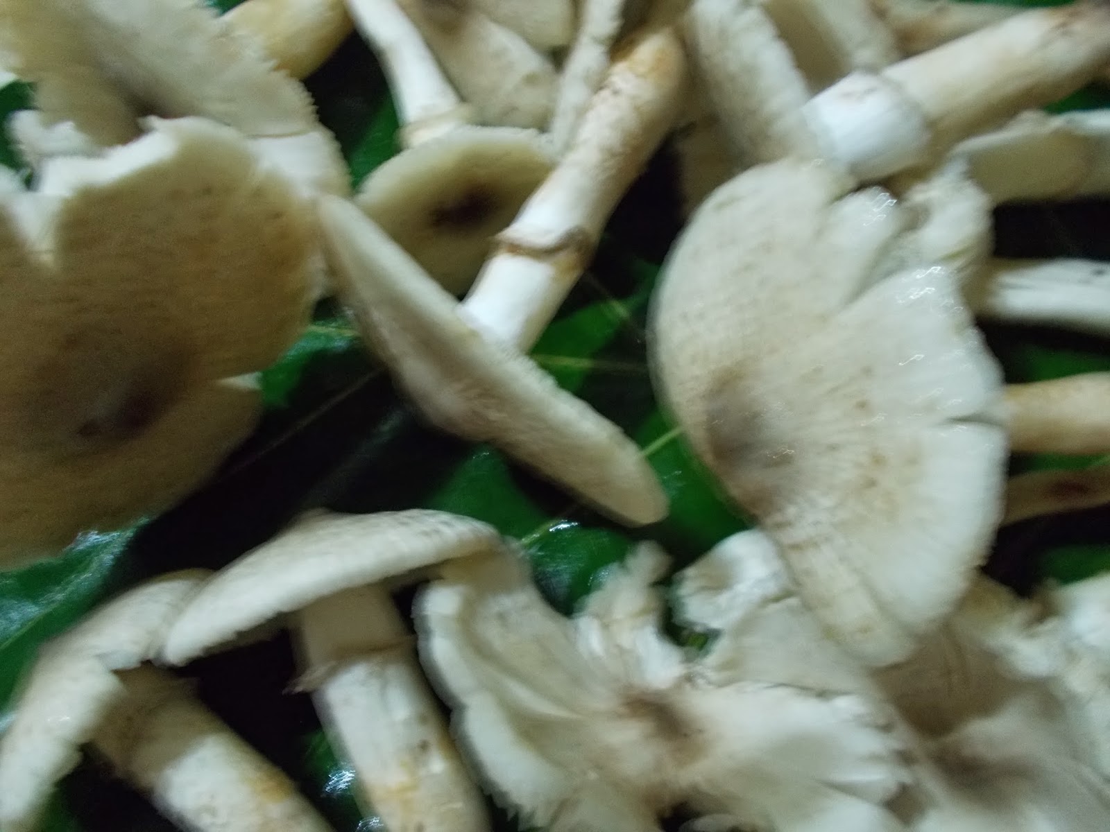 Kerala Traditional and Other Recipes KATTU KOON ROAST / NATURAL/WILD