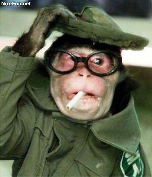 funny monkeys pictures