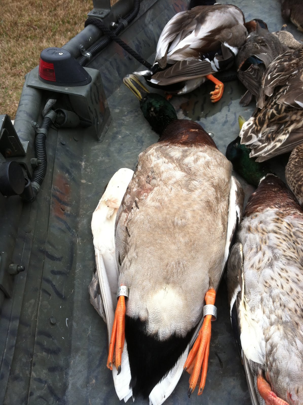 SOUTH CAROLINA DUCK HUNTS