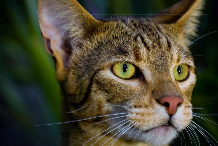 Best Pictures of Cats and More Picture of Ashera GD