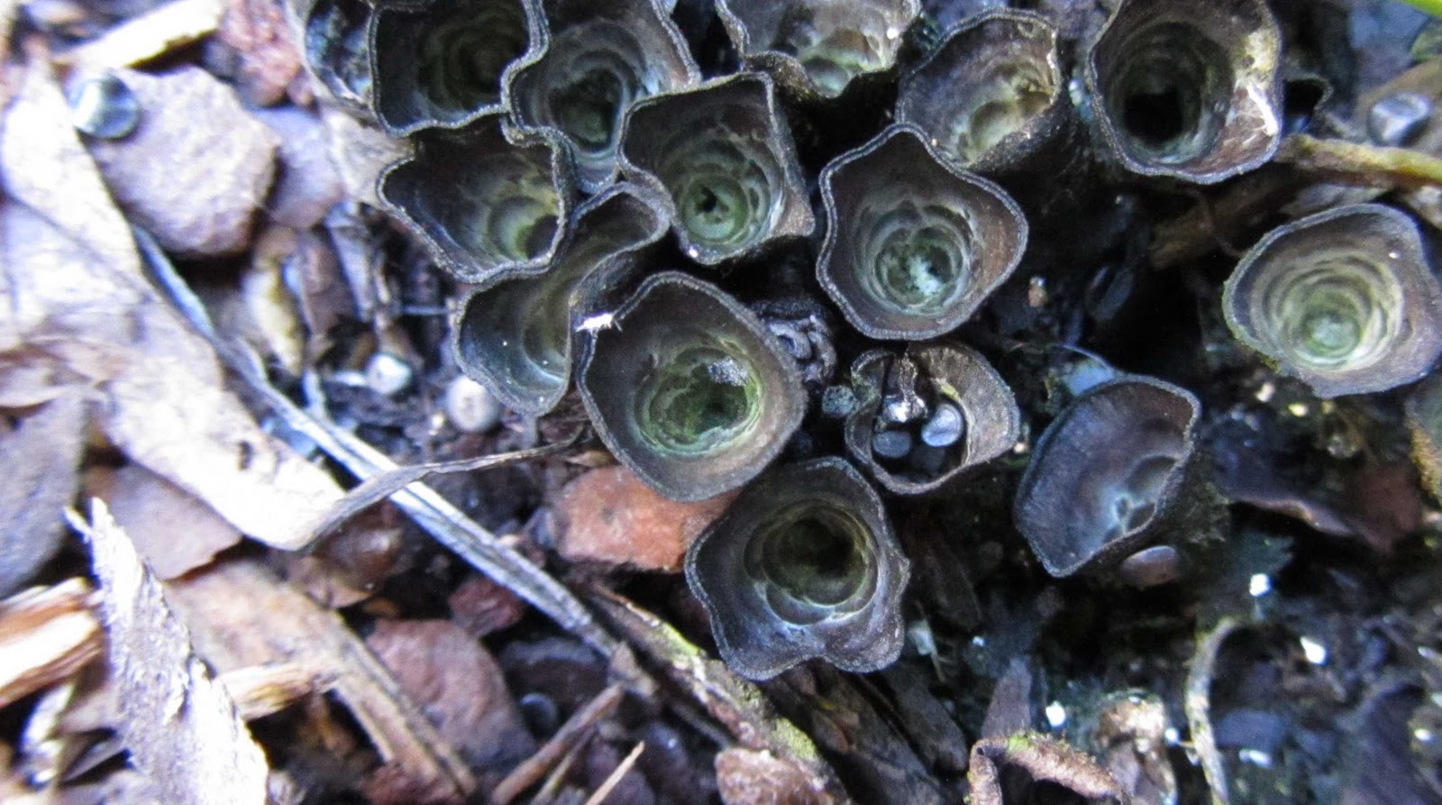 Using Native Plants The Magic of Mushrooms