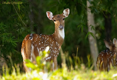 Fast animal pictures