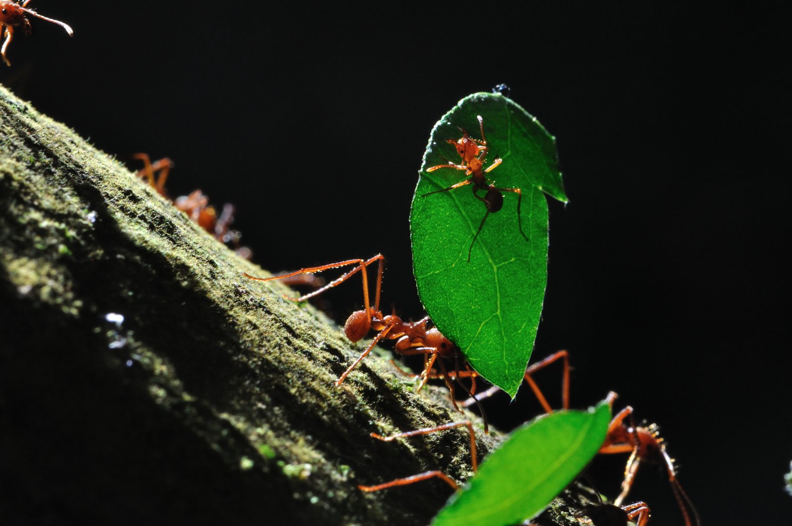 Leafcutter ant 'hitchhiking' the pace of nature