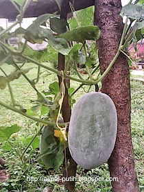 Bokingan Imut Mengenal Dan Manfaat Buah Beligo Atau Buah Kundur