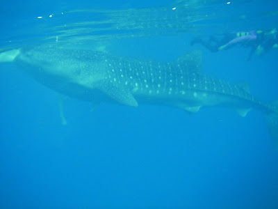 whale shark oslob cebu