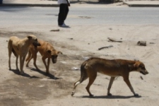 Zambézia: Mais mordeduras caninas
