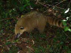 coati